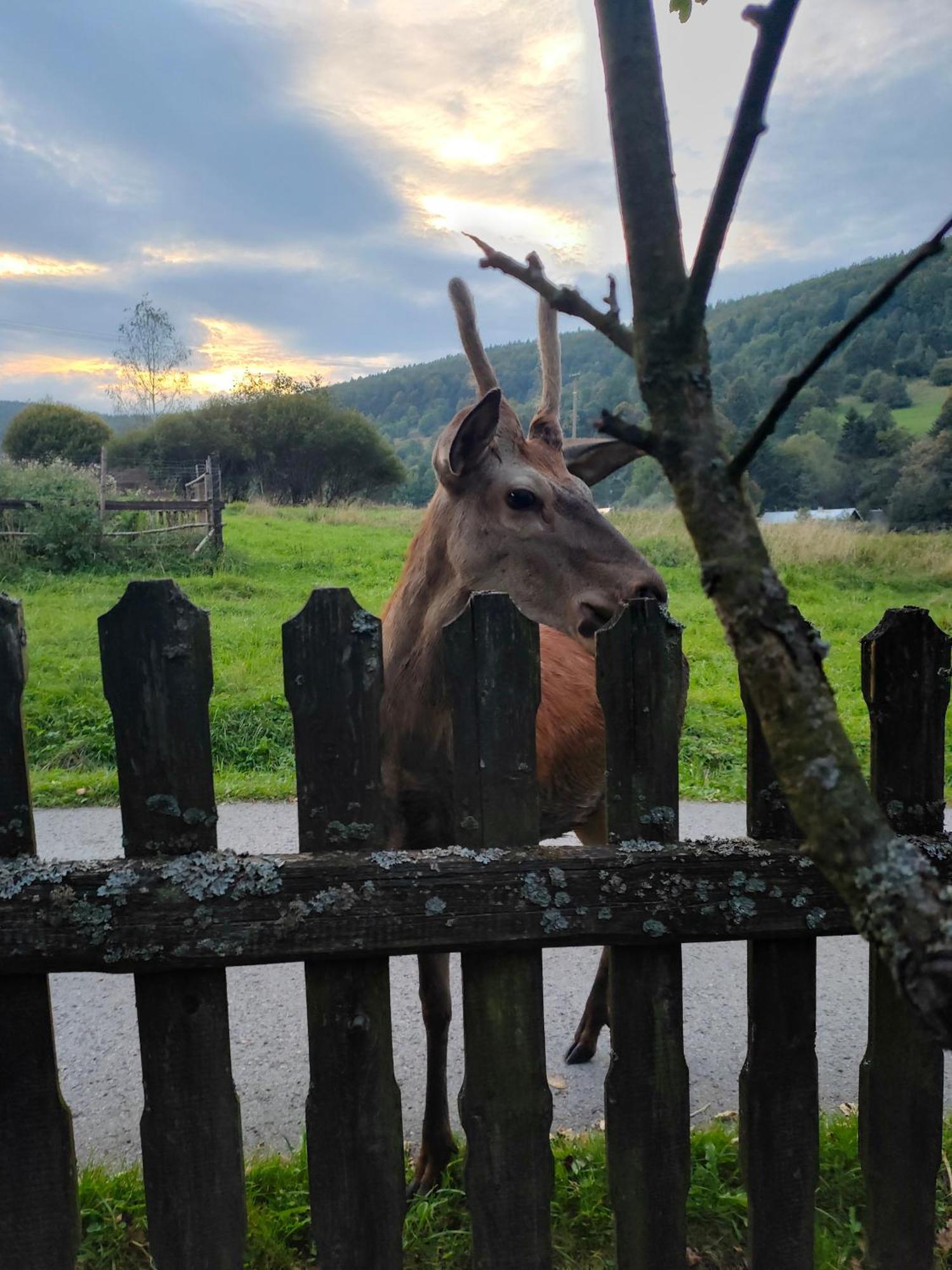 Goralska Czarcia Chata Pod Jalowcem Stryszawa Εξωτερικό φωτογραφία