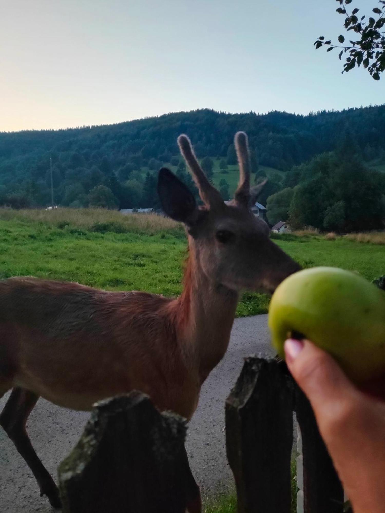 Goralska Czarcia Chata Pod Jalowcem Stryszawa Εξωτερικό φωτογραφία